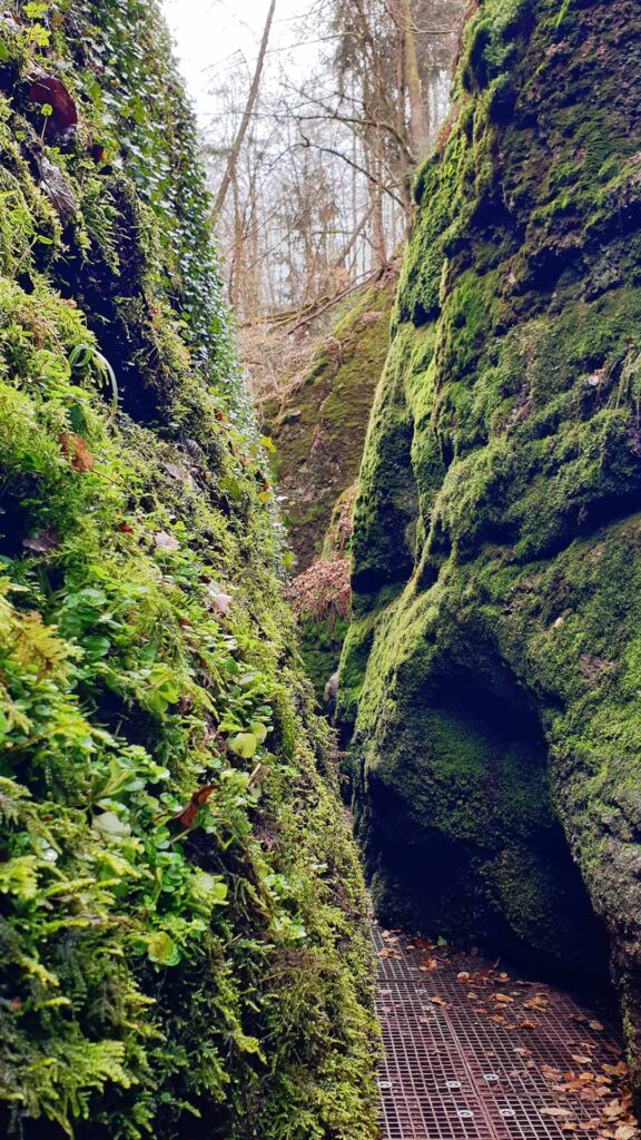 Blick in den schmalen Durchgang der Drachenschlucht in Eisenach mit dichtem Pflanzencover und moosbedecktem Sandstein.