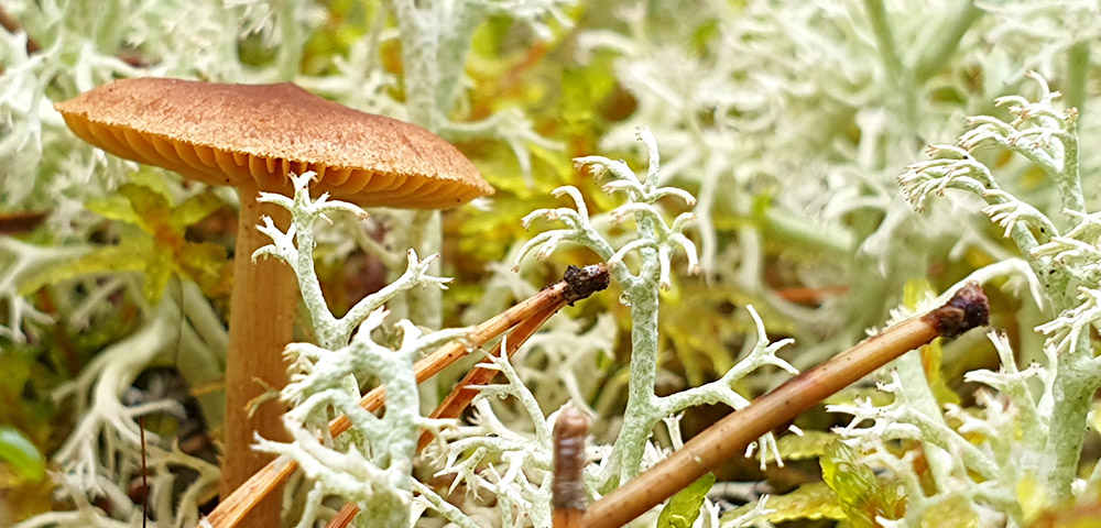 Pilze im Gauja Nationalpark