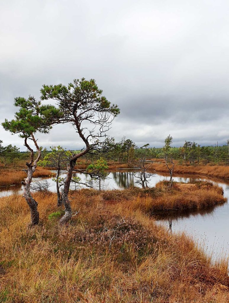 Landschaft im Kemeri Nationalpark