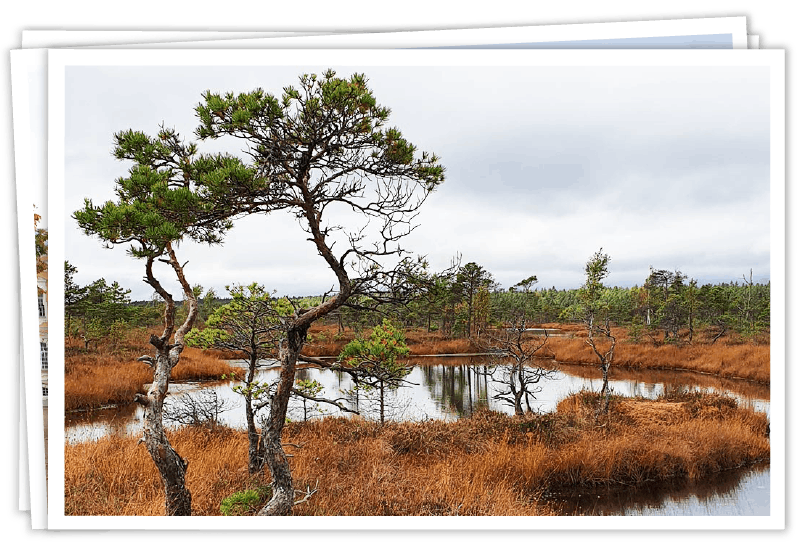 Landschaft im Kemeri-Nationalpark in Lettland mit typischen knorrigen Kiefern und kleinen Moorseen in herbstlicher Umgebung.
