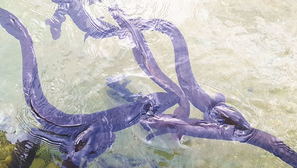 Mehrere große, dunkelbraune Neuseeland-Aale schwimmen dicht unter der Wasseroberfläche im klaren Wasser des Lake Rotoiti.
