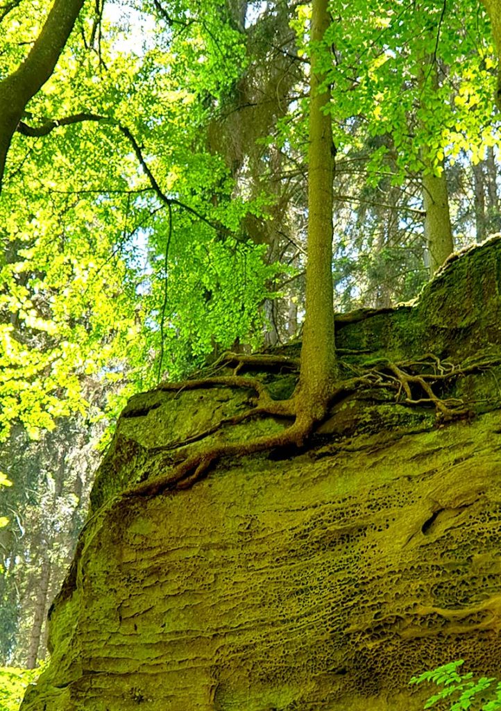 Wandern in Luxemburg - bizarre Baumwurzel