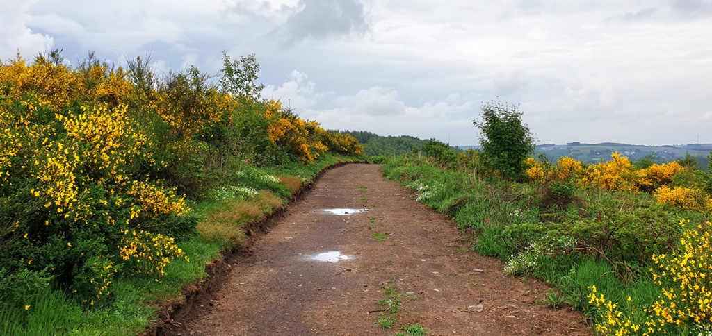 Wandern in Luxemburg - Ginster auf dem Weg zum Obersauer Stausee