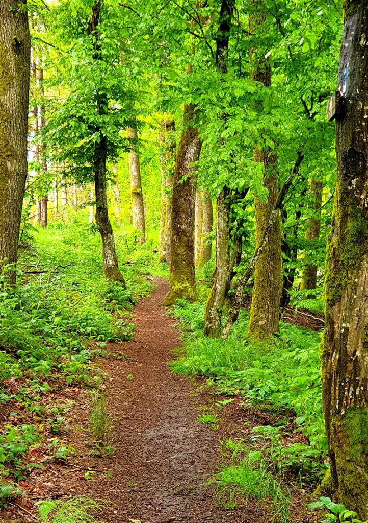 Wandern in Luxemburg - Wald beim Obersauer Stausee