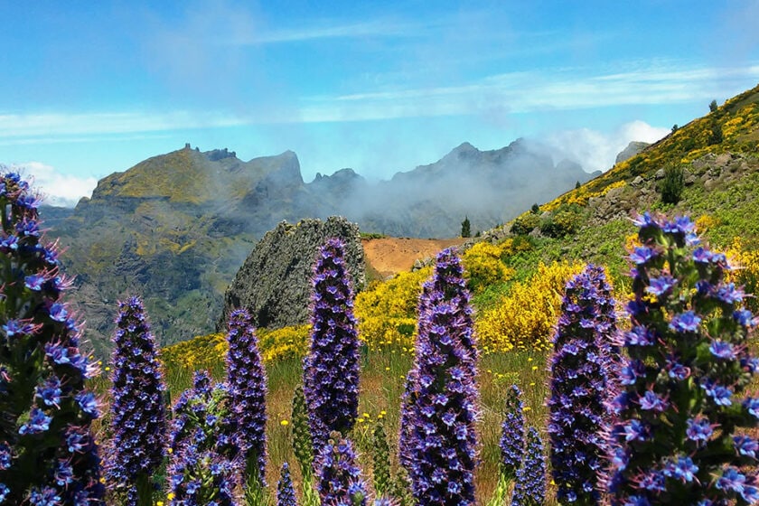 Blühende violette Pflanzen vor Berglandschaft mit Felsen und Wolken auf Madeira