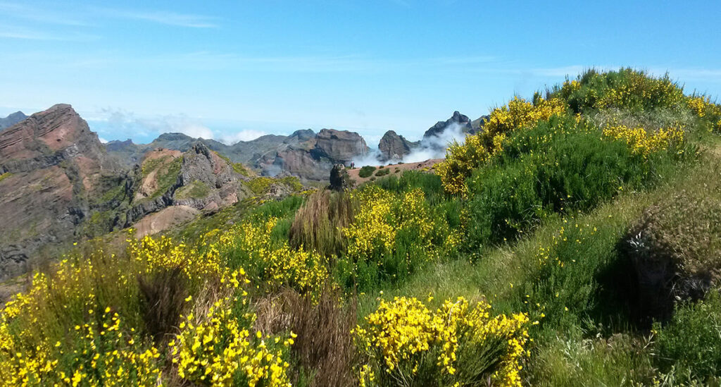 Blühender Ginster und Berge auf Madeira