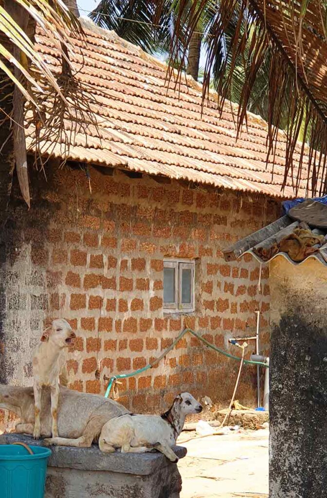 Tiere vor einem Backsteinhaus in Indien