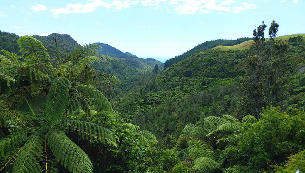 Landschaft auf der Nordinsel von Neuseeland