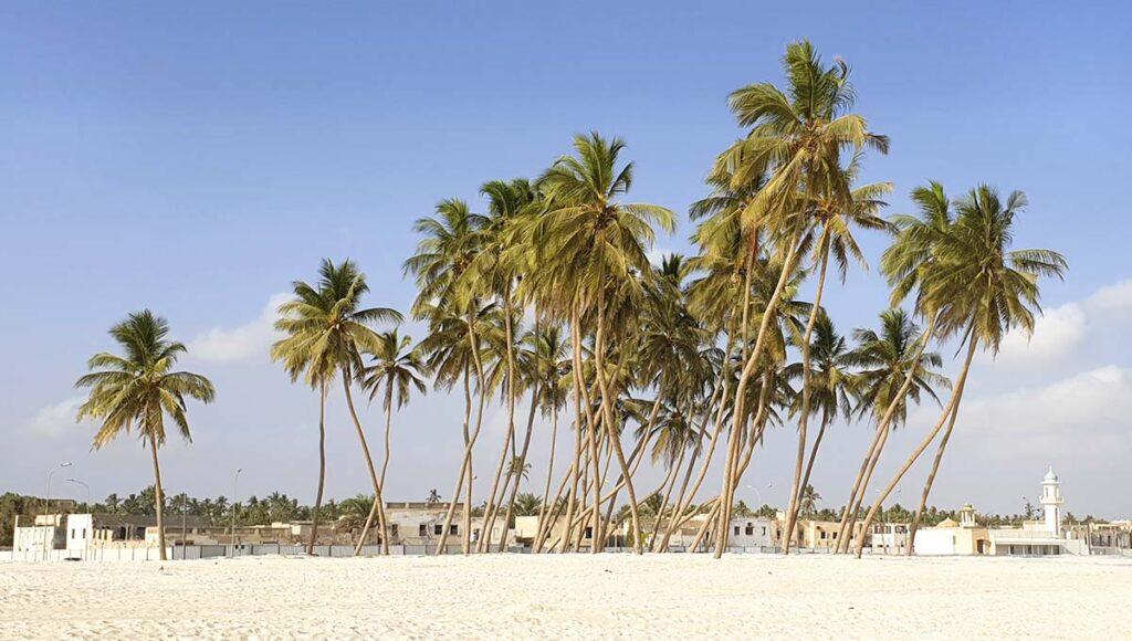 Palmen am Strand von Salala im Oman