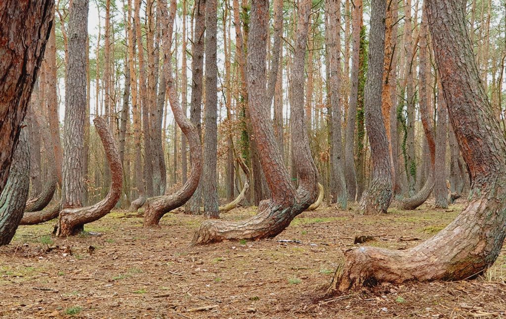 Krummer Wald bei Gryfino