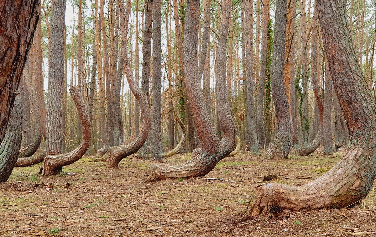 Krummer Wald Polen Anfahrt