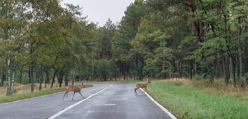 rehwild auf der strasse