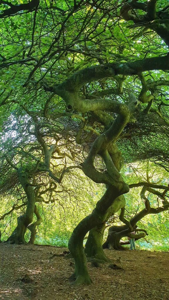 Krüppelbuchen im Semperwald auf Rügen