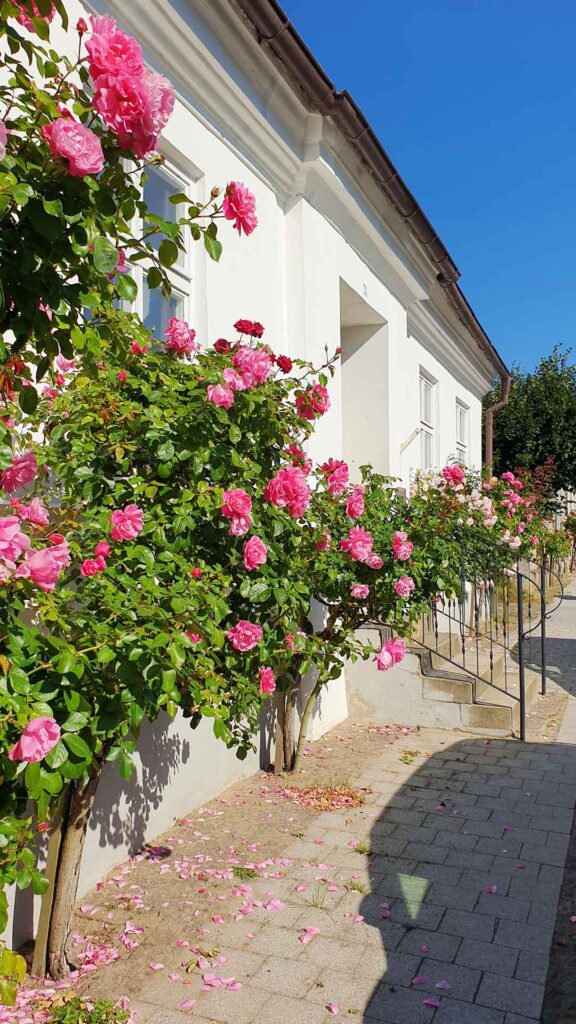 Weiße Fassaden und Rosen - Putbus auf Rügen