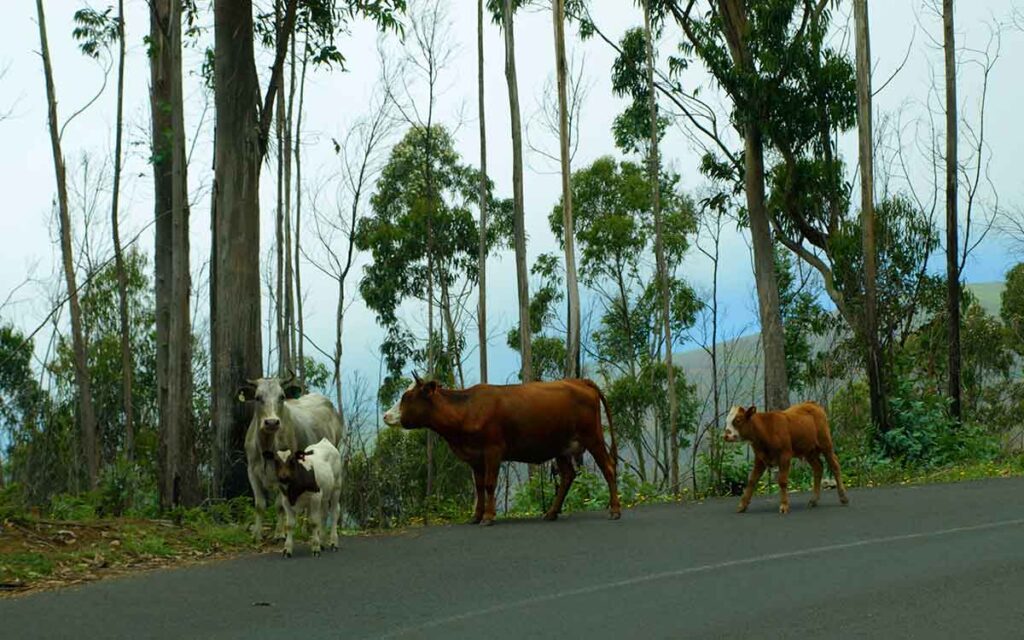 Rinder auf einer Straße auf Madeira