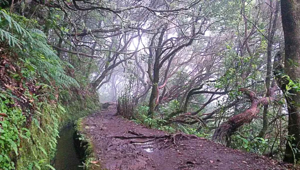 Der Weg auf dem Levada do Caldeirão Verde auf Madeira