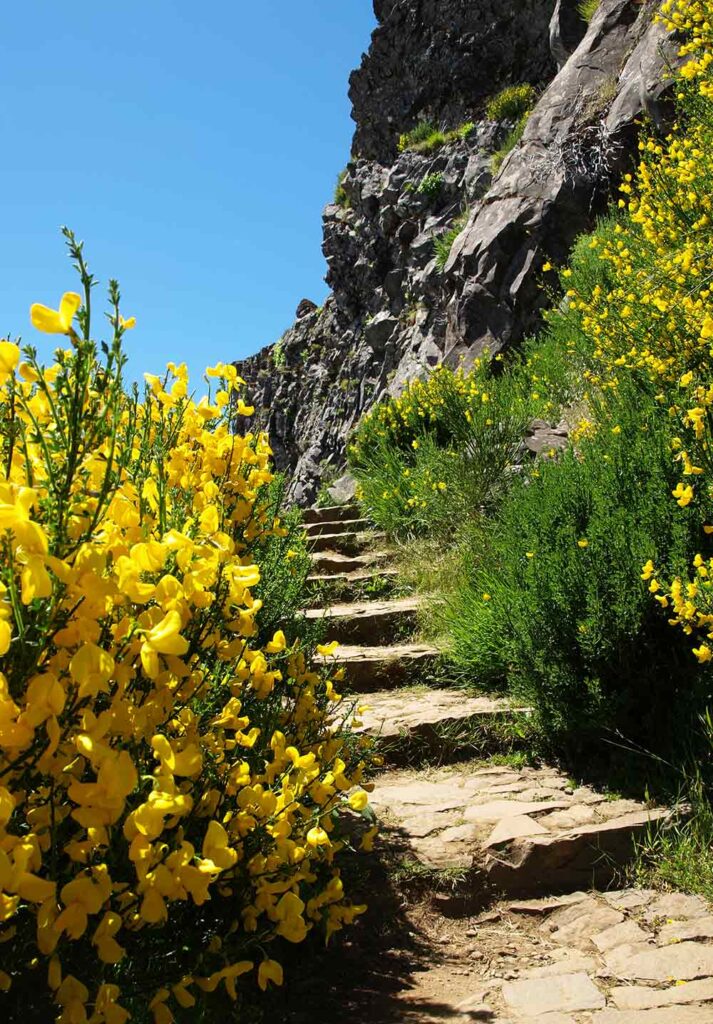 Wanderweg auf dem Vereda do Areeiro auf Madeira