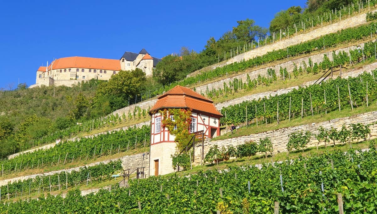 Schloss Neuenburg und der Herzogliche Weinberg Freyburg