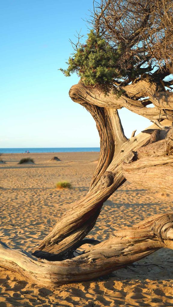 Knorriger Baum in der Dune di Piscinas