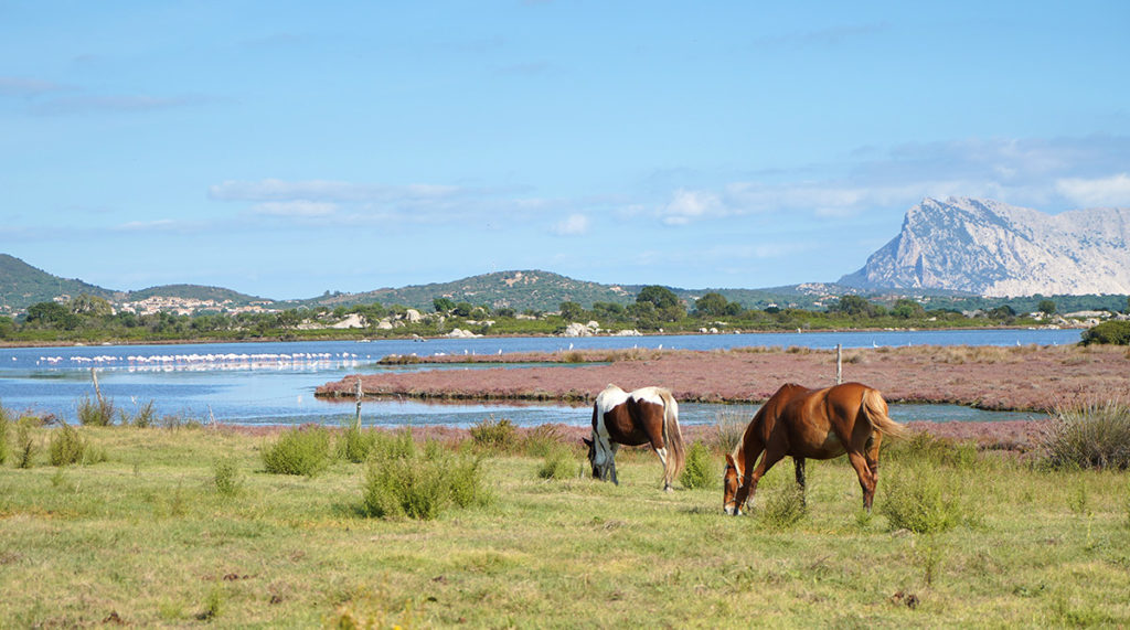 Sardinien Rundreise Roadtrip Reisetipps Sehenswürdigkeiten Aussicht auf die Insel Tavolara Pferd Flamingo