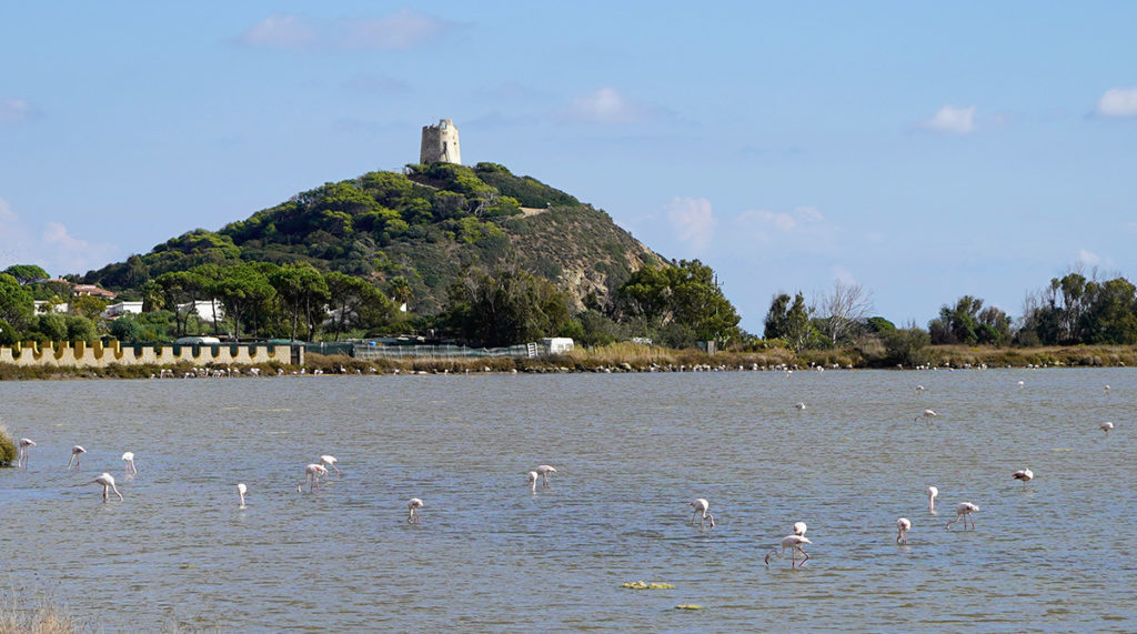Sardinien Rundreise Roadtrip Reisetipp Flamingos