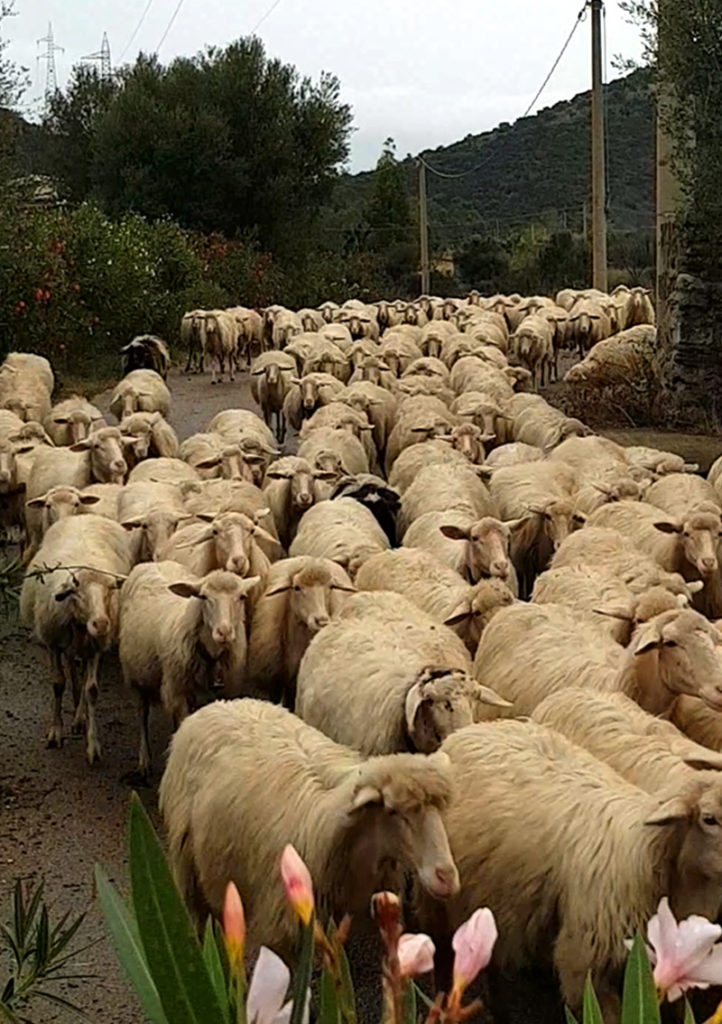 Sardinien Rundreise Roadtrip Reisetipp Schafe