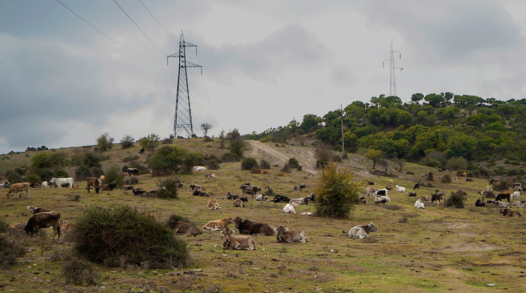 Sardinien Rundreise Roadtrip Reisetipp Sehenswürdigkeiten Barbagia Kühe