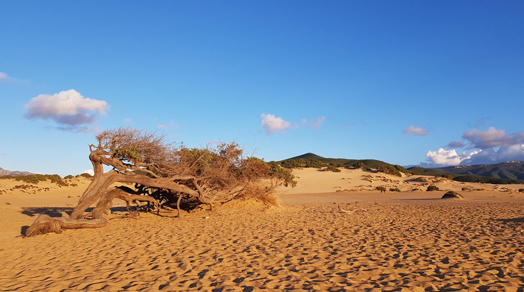 Sardinien Rundreise Roadtrip Reisetipps Sehenswürdigkeiten Dune de Piscinas Baum