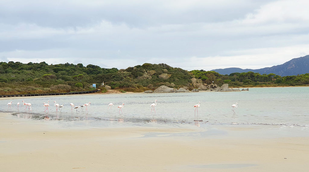 Sardinien Rundreise Roadtrip Reisetipps Flamingo Notteri