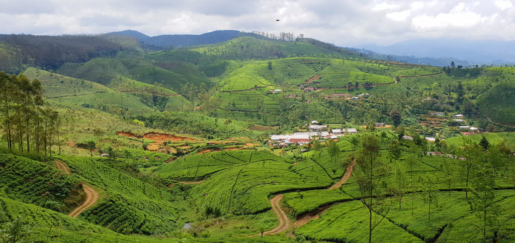Sri Lanka Hochland Zugfahrt Teeplantagen
