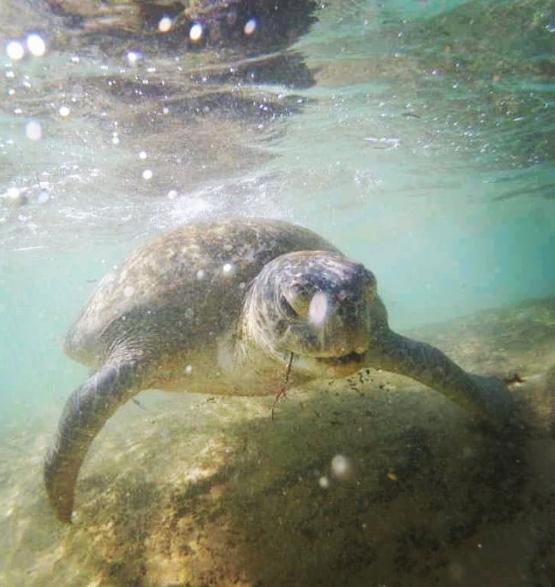 Sri Lanka Hikkaduwa Wasserschildkröte