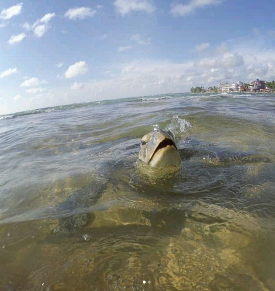 Sri Lanka Hikkaduwa Wasserschildkröte Turtle