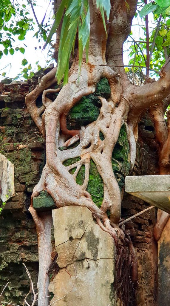 Sri Lanka Jaffna altes Kachcheri Baum Detail