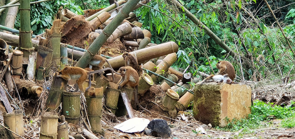 Sri Lanka Kandy Botanischer Garten Affen