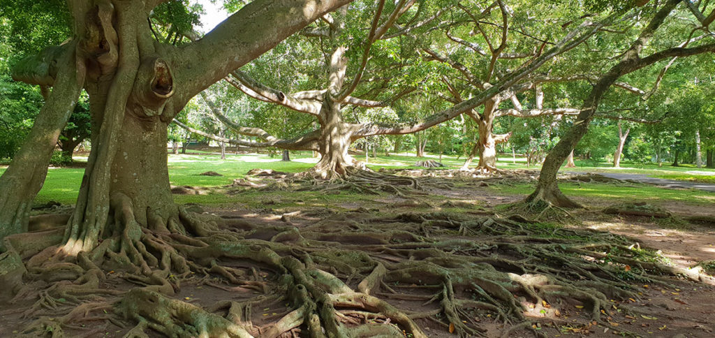 Sri Lanka Kandy Botanischer Garten Wurzeln