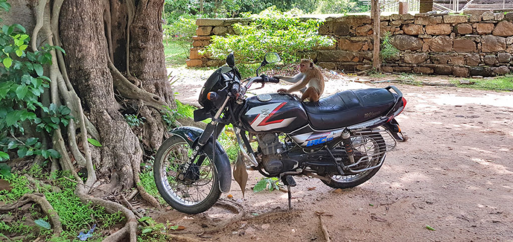 Sri Lanka Polonnaruwa Motorrad Affe