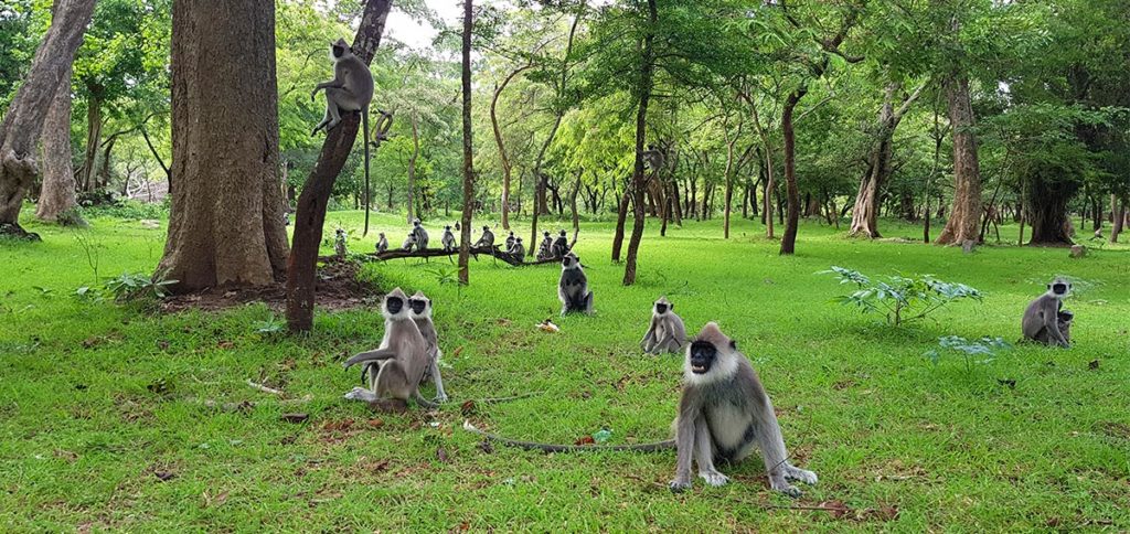 Sri Lanka Polonnaruwa Affen