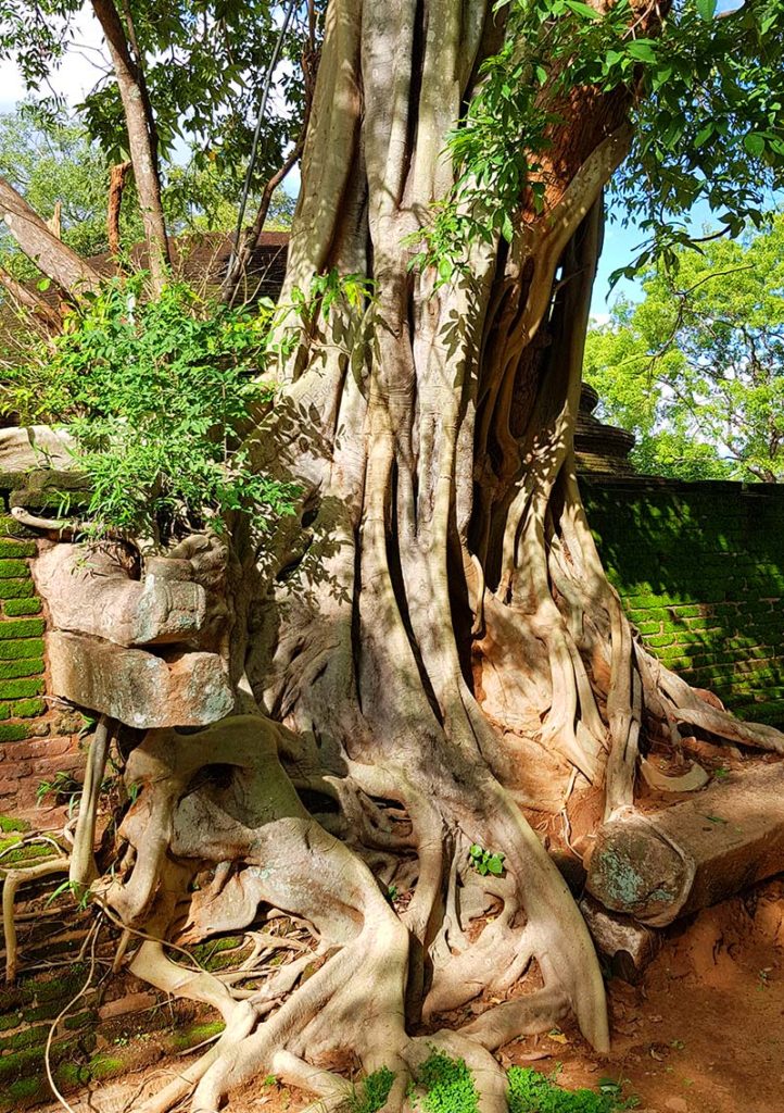 Sri Lanka Polonnaruwa Baumwurzeln