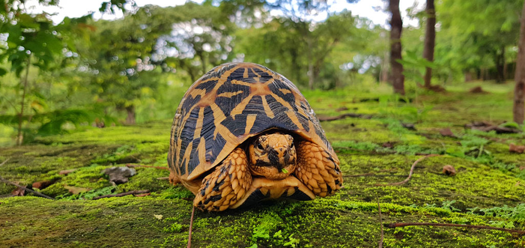 Sri Lanka Polonnaruwa Schildkröte