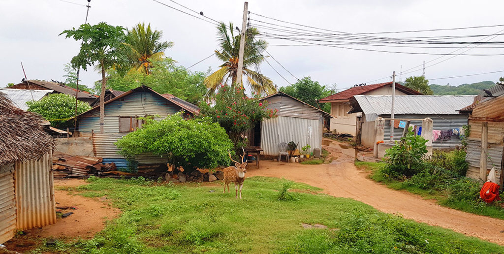 Sri Lanka Jaffna axis Hirsch