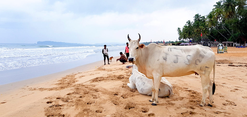 Sri Lanka Tincomalee Uppuveli Strand Kuh