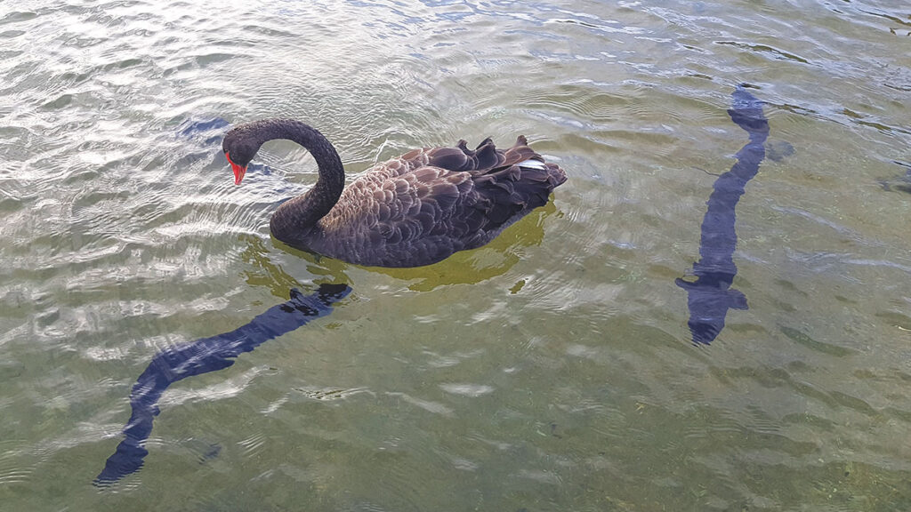 Ein majestätischer schwarzer Trauerschwan schwimmt im klaren Wasser des Lake Rotoiti, umgeben von mehreren, teils riesigen Langflossen-Aalen, die dicht unter der Oberfläche kreisen.
